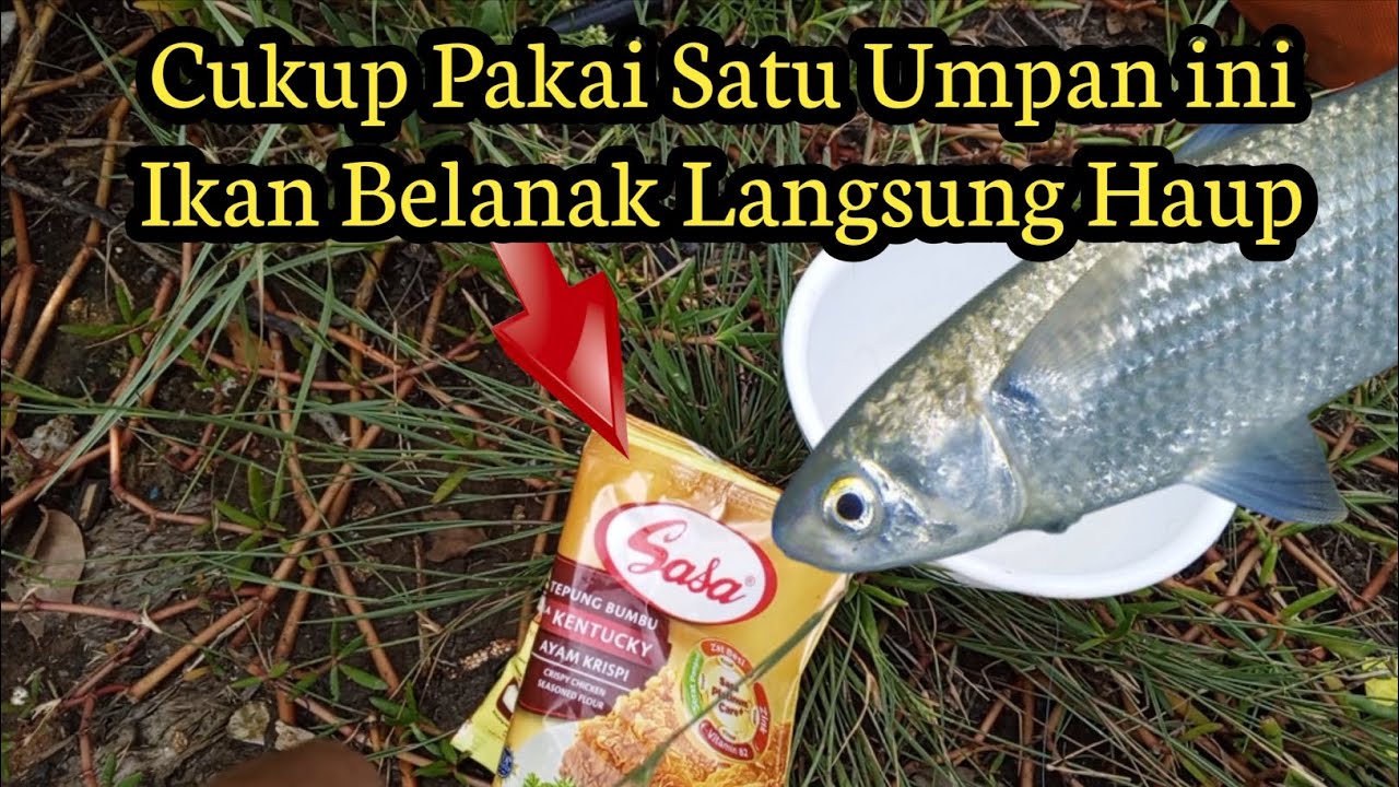 Cukup pakai Satu Umpan Saja Bisa Panen ikan Belanak Liar#mancingbelanak