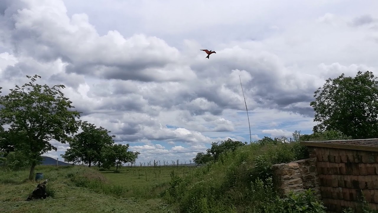Bird scarer ~ Zero wind kite in action