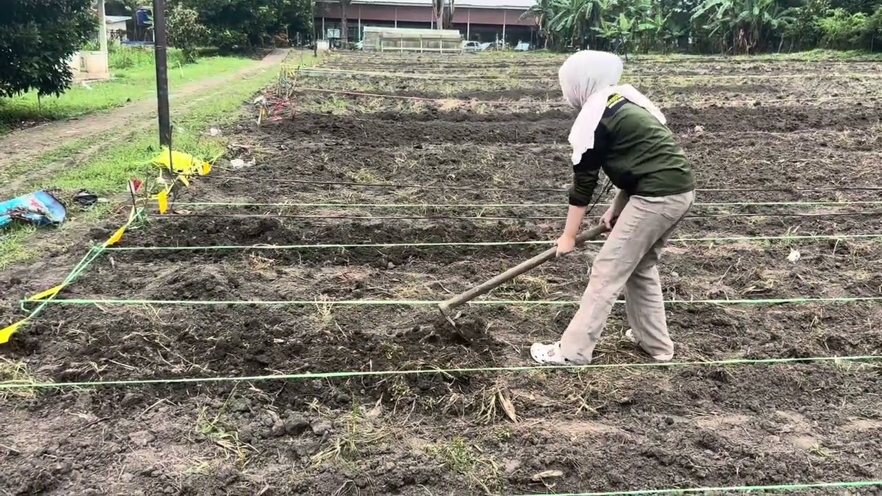 ViolaAnanda_Minggu ke 1_Kecipir