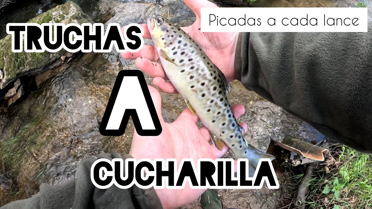 PESCA de TRUCHAS a CUCHARILLA en GALICIA #3 | Picadas a cada lance en río pequeño - Temporada 2023