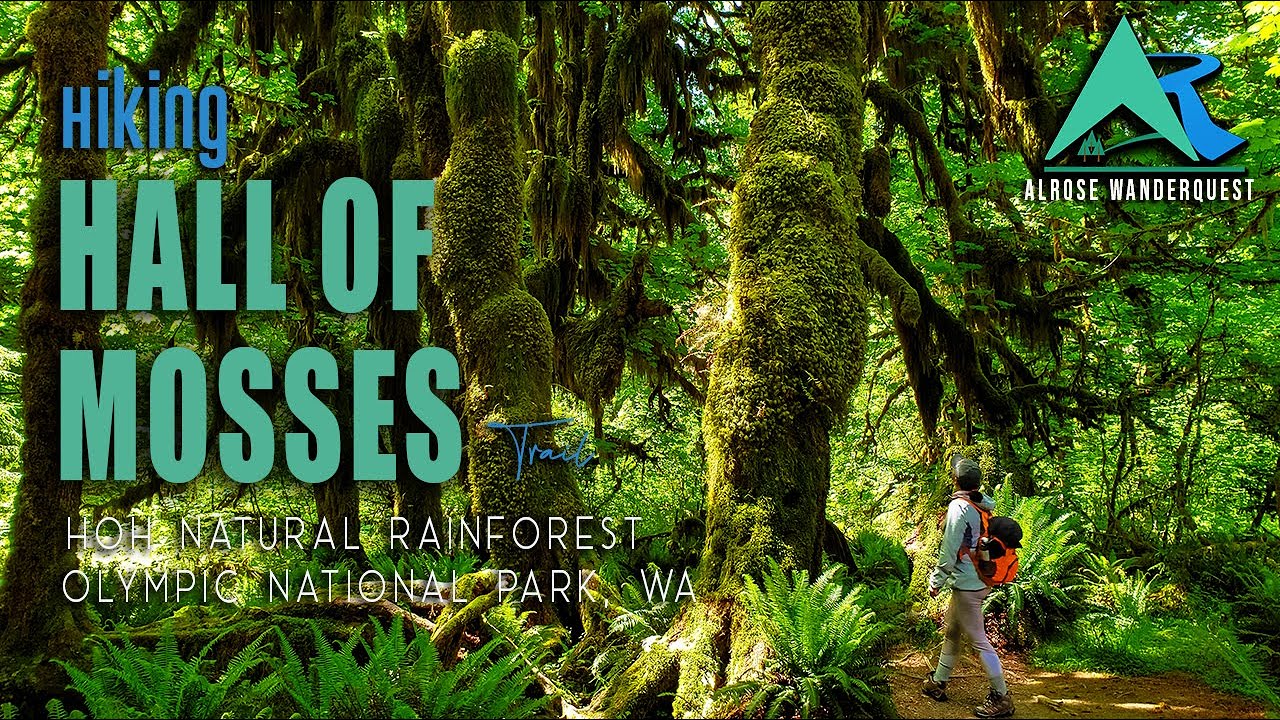 Hall of Mosses Trail | A Unique Nature Walk Experience | Hoh Rainforest, Washington
