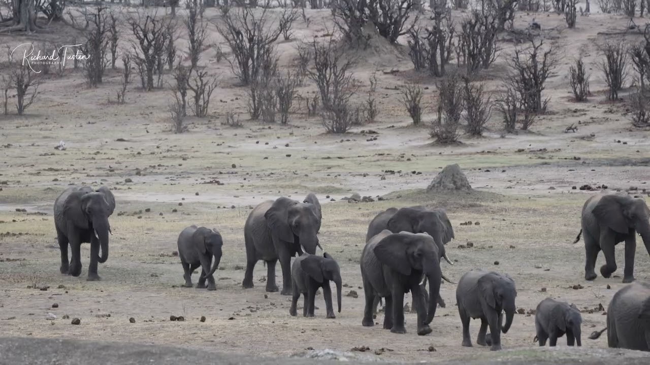 Elephant tracking down to waterhole