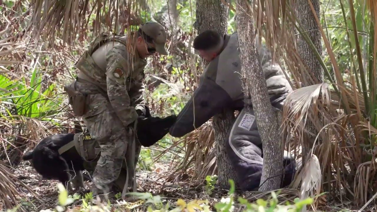 USAF MWD Unit Scout Training