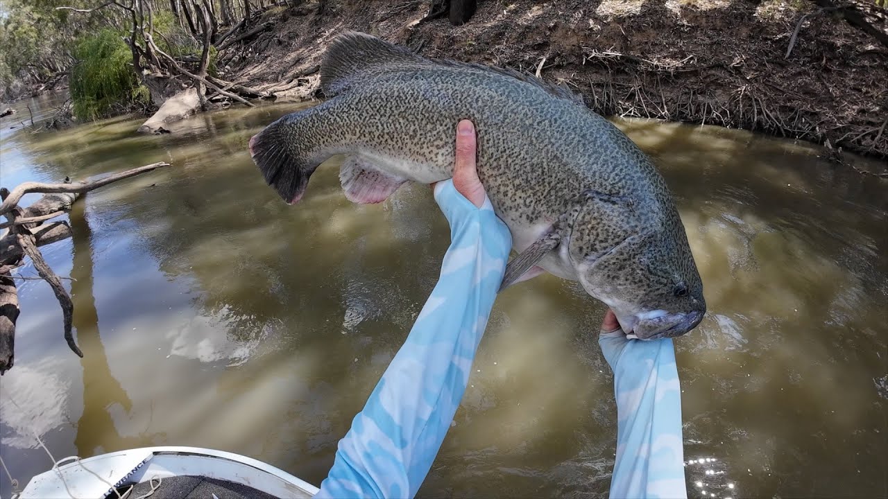 First Murrumbidgee session of 2025 - 10 fish landed including an 84cm Murray Cod.