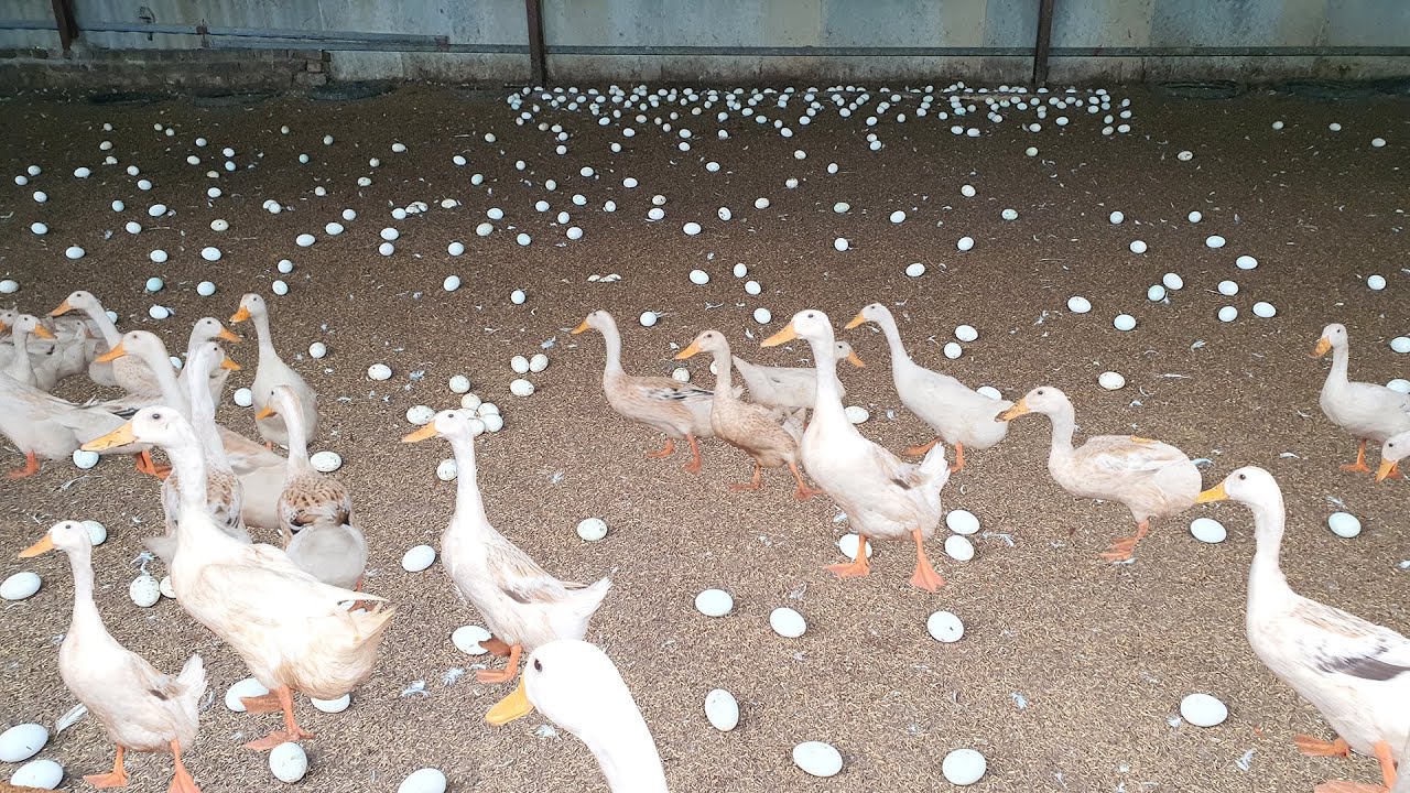 How to make $20,000 one years with raising Duck for eggs