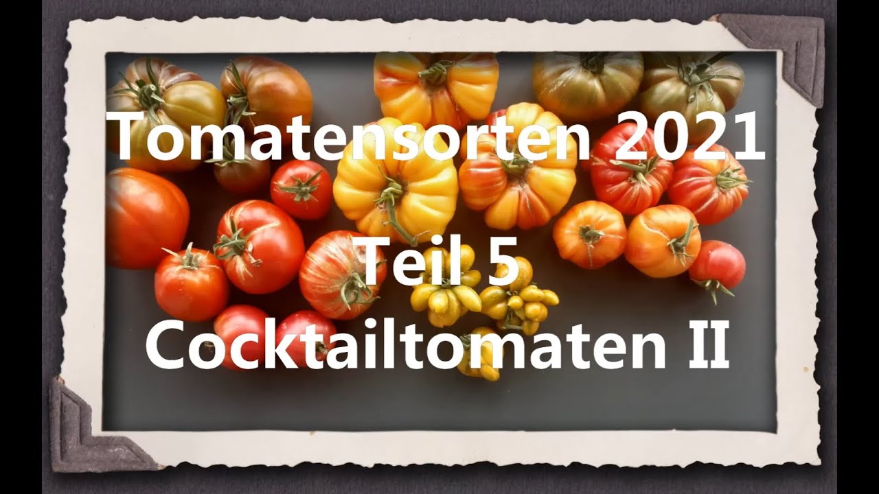 Tomatensorten 2021 Teil 5 - Cocktailtomaten II