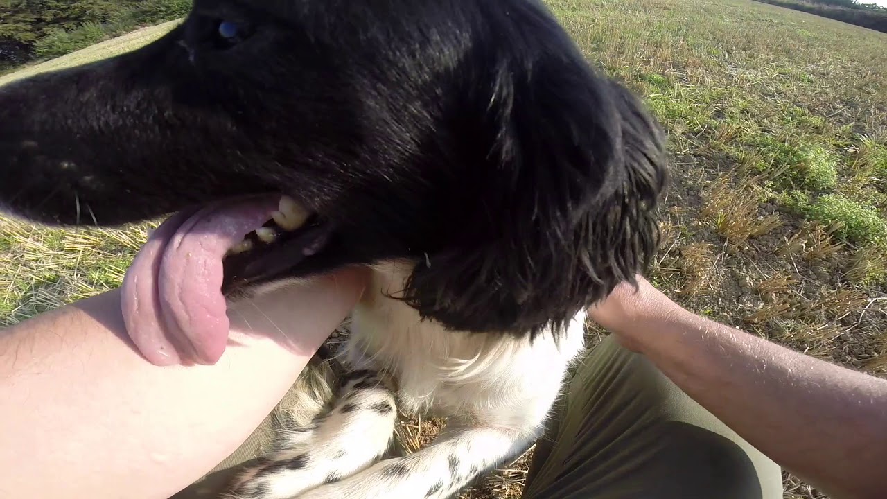 Gundog training    10 months old springer spaniel