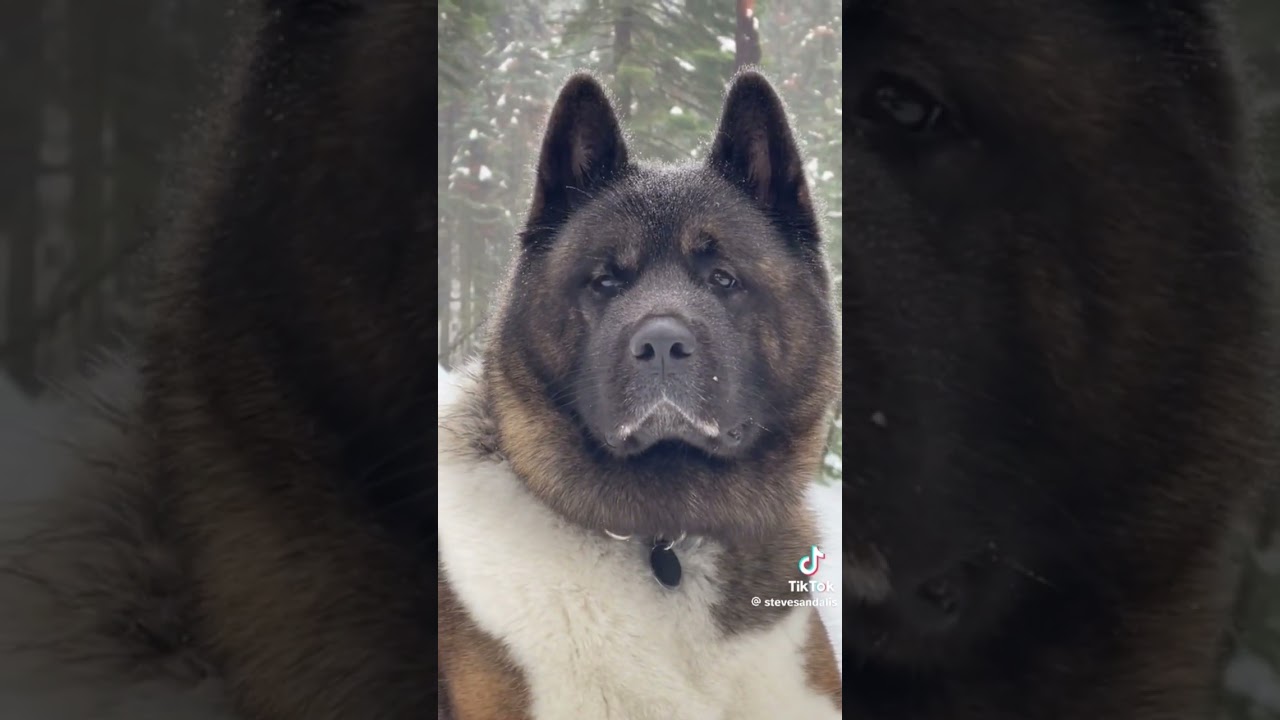Akita americano #cinofilia #america #dog #akita