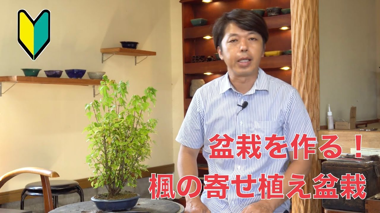 盆栽を作っていく ! 楓盆栽の景色を作る [盆栽・初心者]