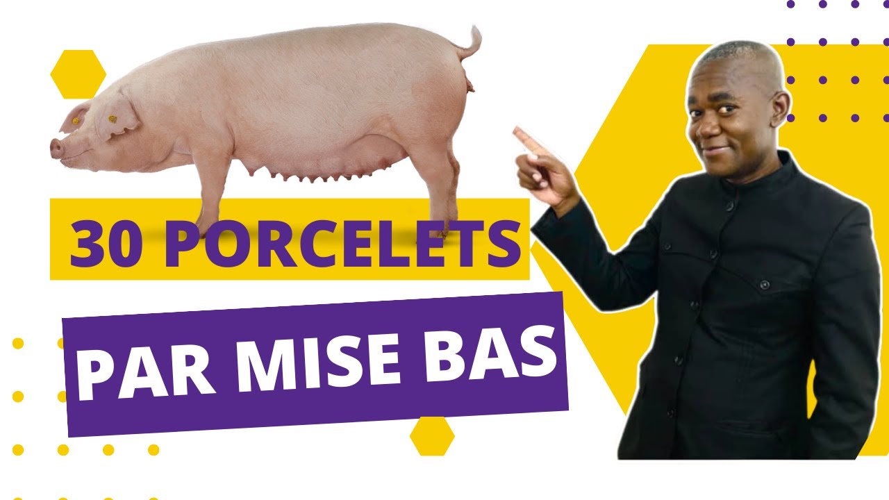 Les 3 Races de Porcs qui donnent Beaucoup de Porcelets en Afrique