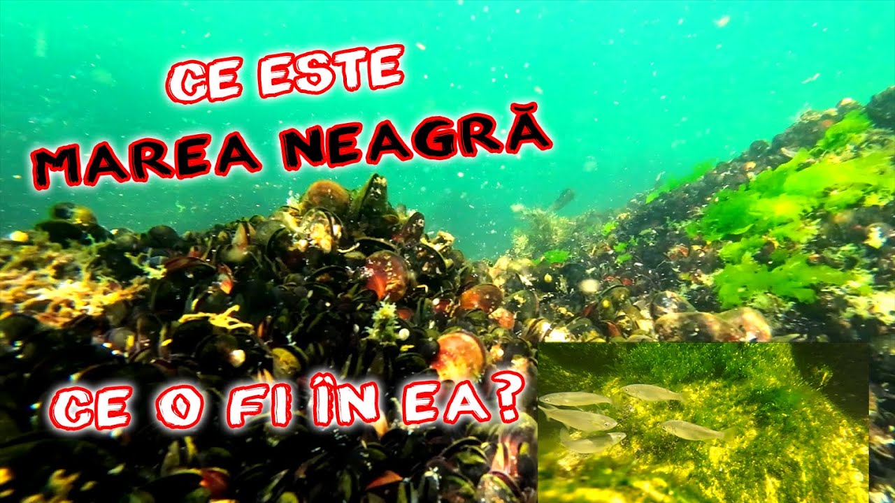ATENTIE! Asta e Marea Neagra! Cine e, cum e si DE CE  E Marea Neagra? #mareaneagra