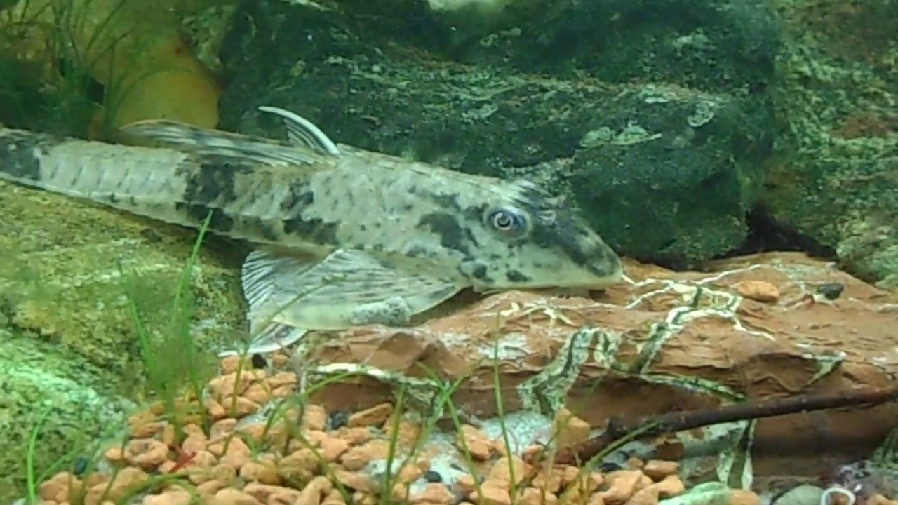 87.Rineloricaria sp  Rio Atabapo -słów kilka o hodowli