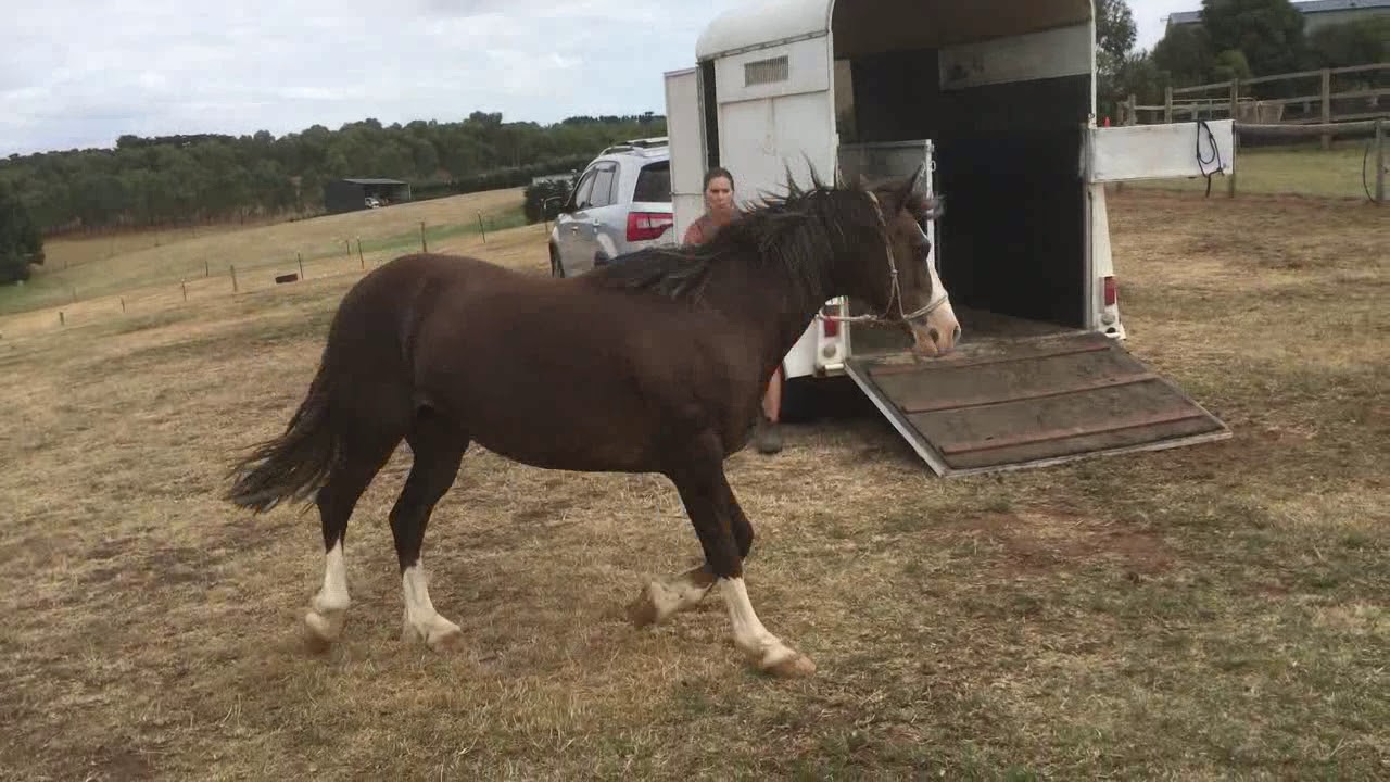Horse Training - Float Loading Problem Horses 1