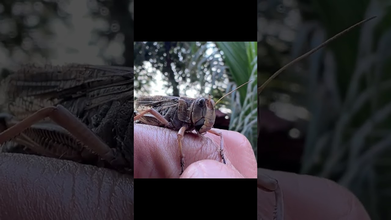 Catching insects in the garden  got Mantis Caterpillars Larva WhiteTadpoles Betta fish 096