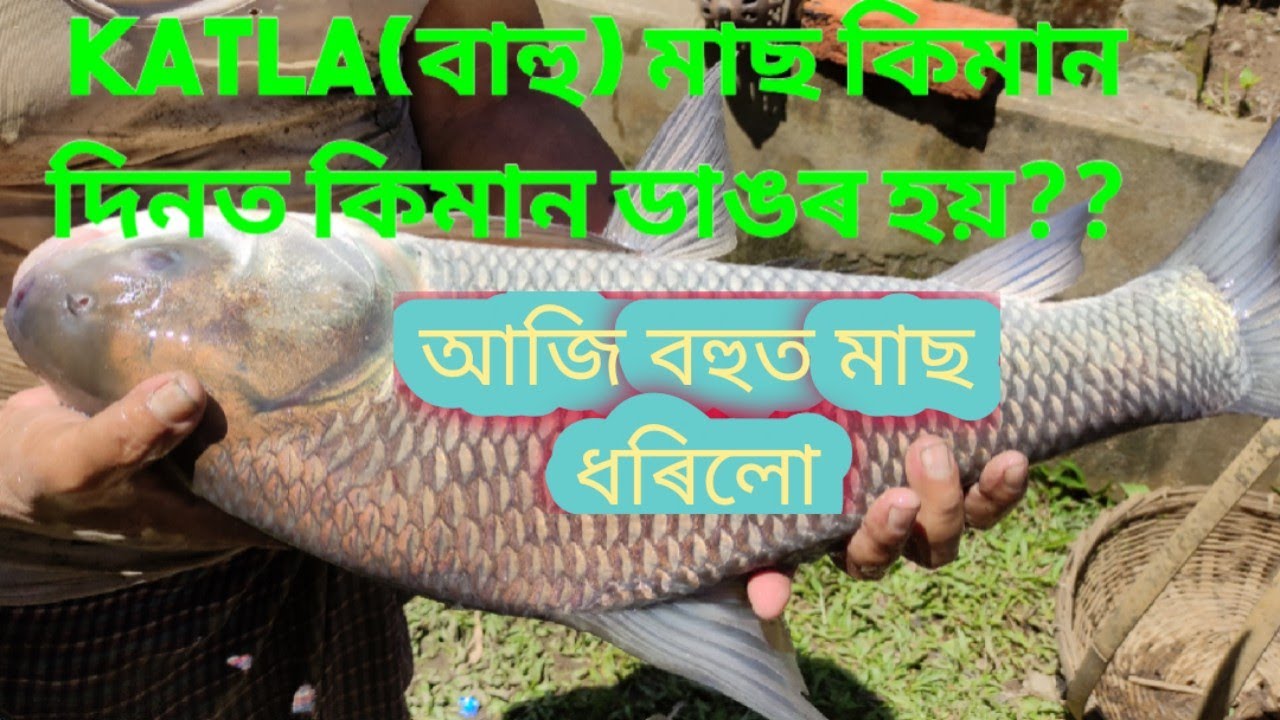 Assam fish farming,, Big katla fish, Assamese vlog