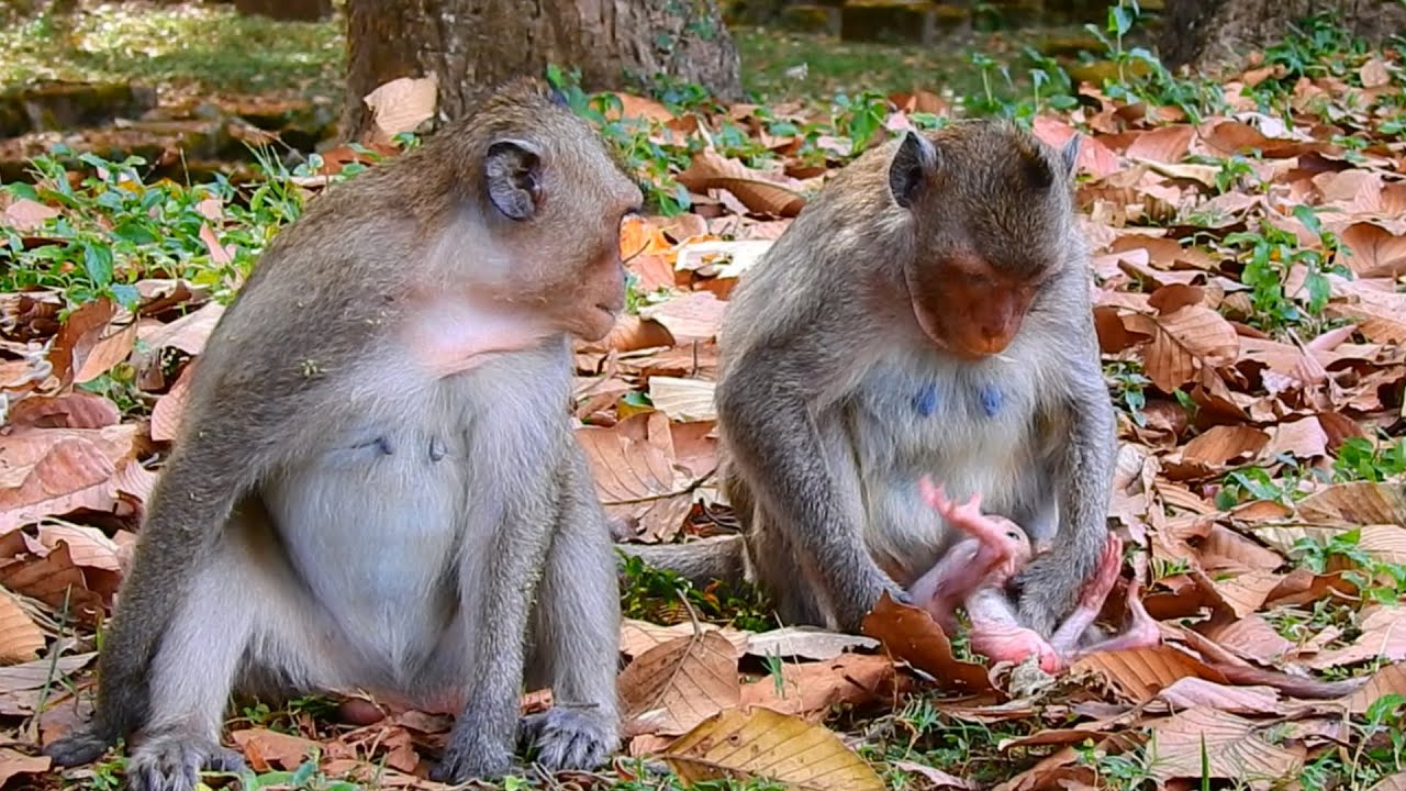 OMG!! What Wrong Baby? Incredible Accident While Learning Walking and Playing With Beloved Mom