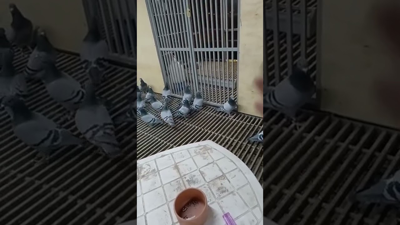 #حمام #زاجل لقاء البطل نواف العتيبي  احد ابطال الكويت
