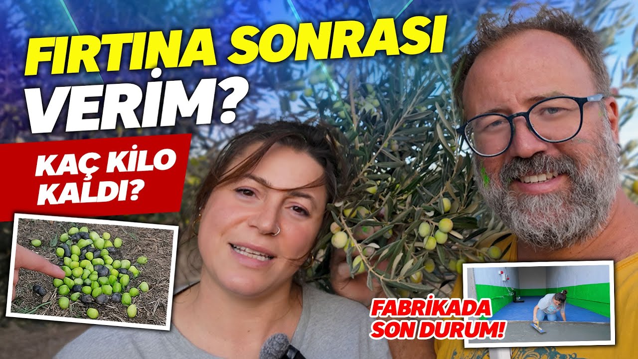 2025 Hasadı Şoku: Fırtına Sonrası Ağaç Taraması + Tesis Hazırlığı