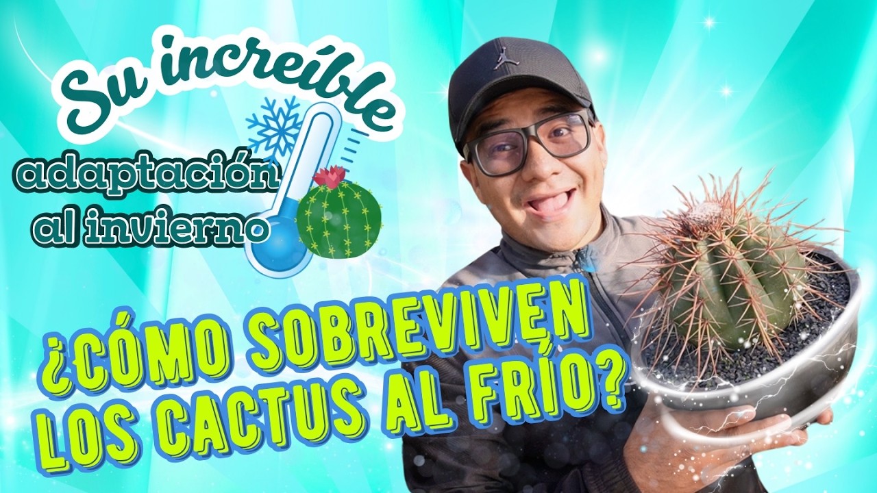¿Cómo sobreviven los cactus al frío? 🌵❄️