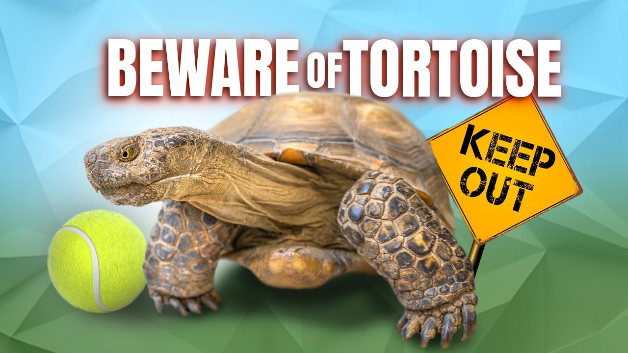 Rescued Tortoise Steals Toy From 70 Pound Dog + American Tortoise Facts You Didn’t Know!