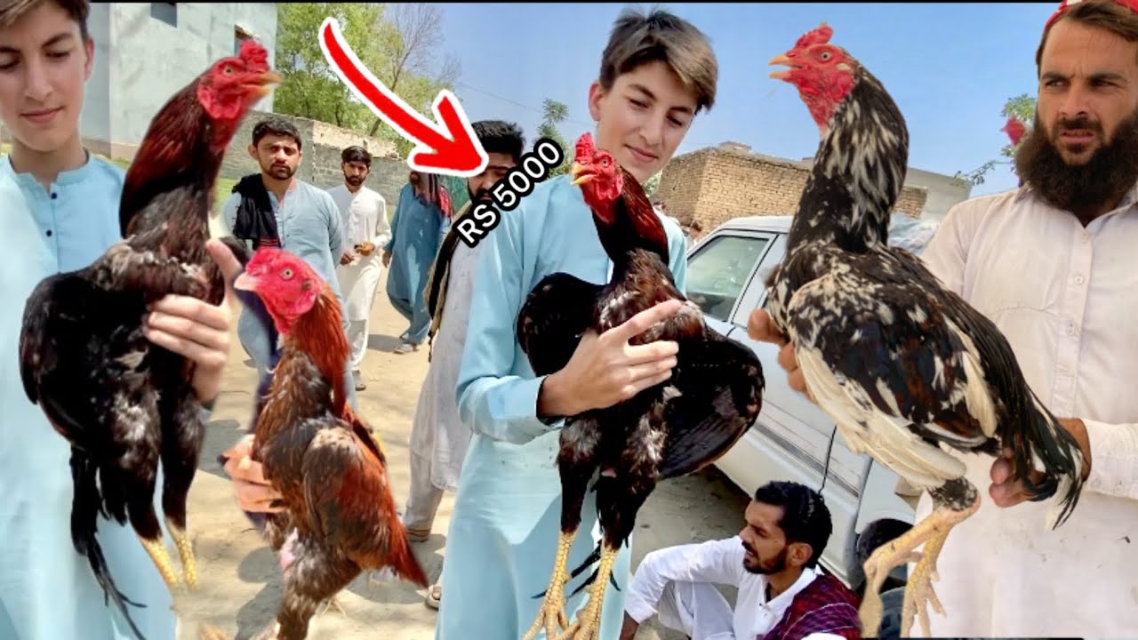 Heigh quality Aseel Aagye Haripur mandi ma Cheap rates Aseel murga mandi