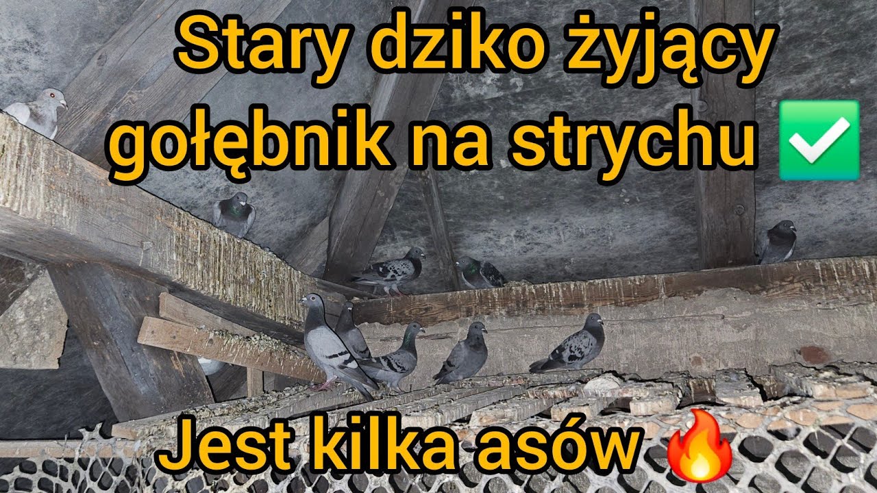 ODWIEDZIŁEM STARY DZIKO ŻYJĄCY GOŁĘBNIK NA STRYCHU 🔥 JEST KILKA ASÓW✅️ Gołębie Pocztowe 2025