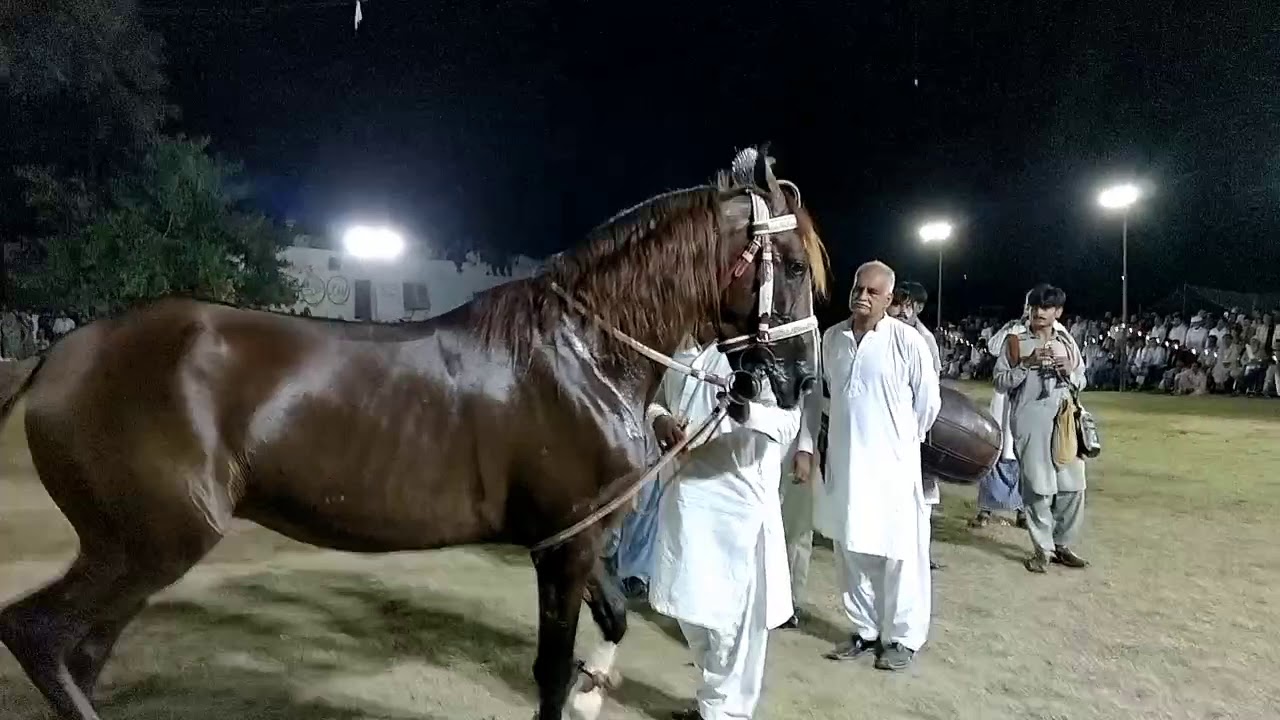 Horse dance dadyal azad kashmir ustad sultan kharal owner ch Amjad Hussain laddhar chakswari