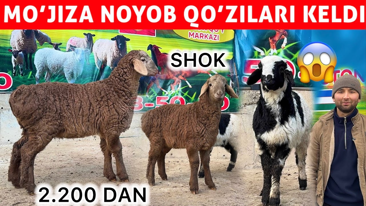 2.200 DAN BOGOZ BARRA QOYLAR KELDI AHROR ARZONCHIDA SHOK 😱