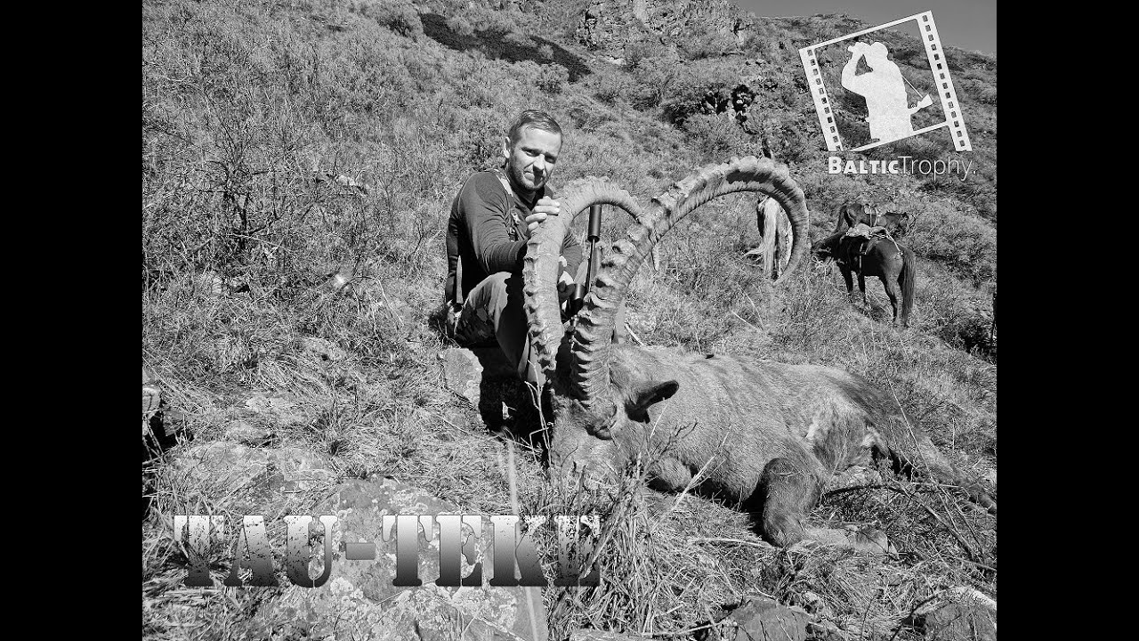 Tau-Teke   -   Ibex hunt in Kazakhstan 2023