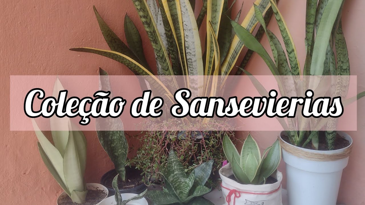 COLEÇÃO DE SANSEVIERIAS (VÁRIOS TIPOS DE ESPADAS)