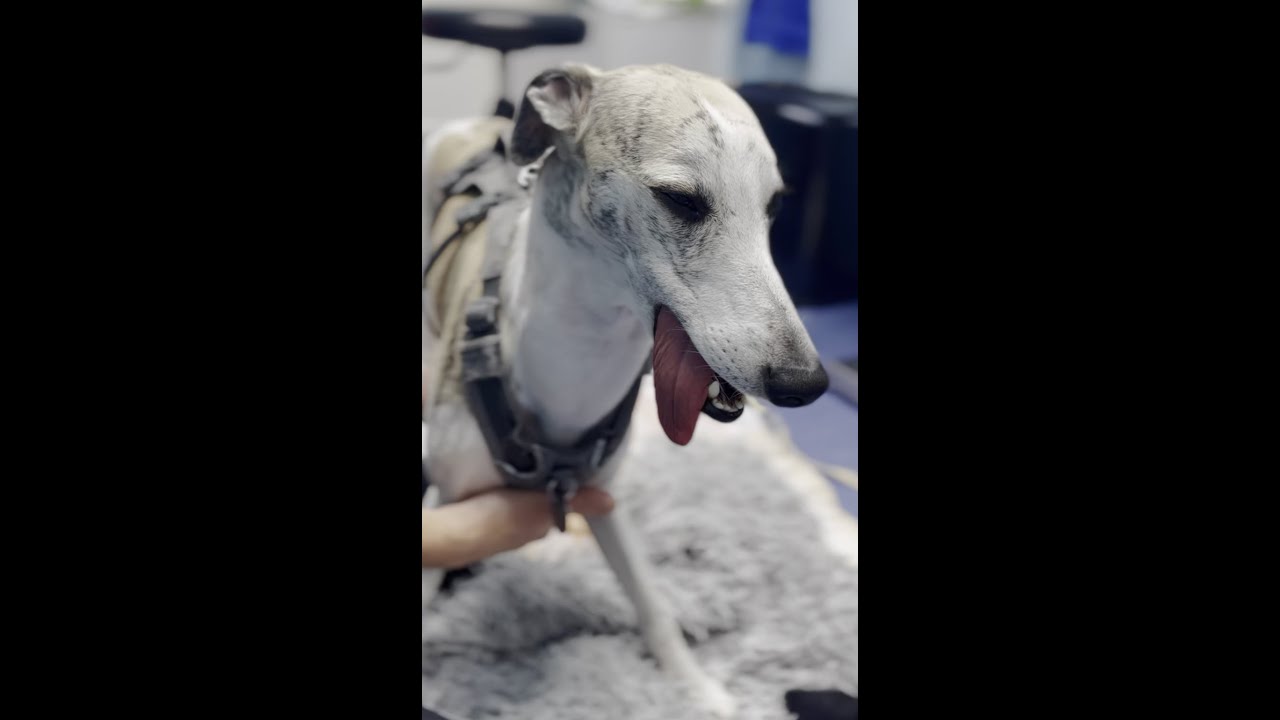 Bowie's Castration Journey (Hollywood Thriller Edition) #whippet
