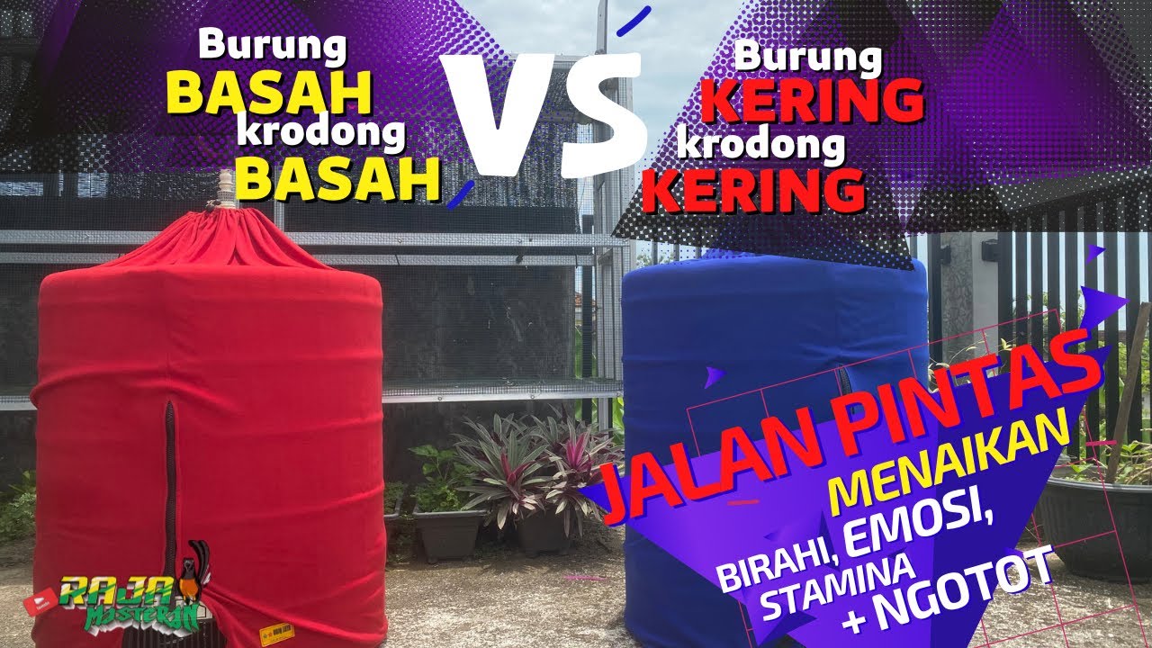 Jemur krodong Murai Batu yang benar sesuai kebutuhan