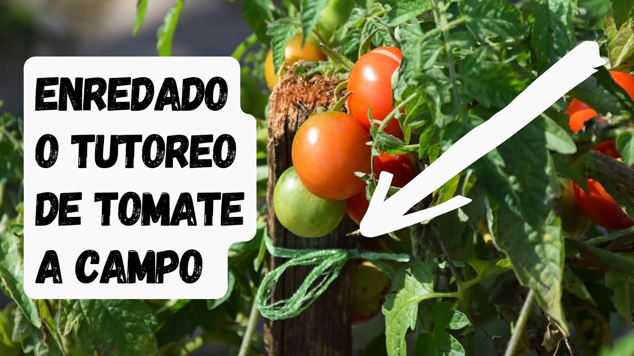 Tutoreo/Enredado de Tomate a campo abierto