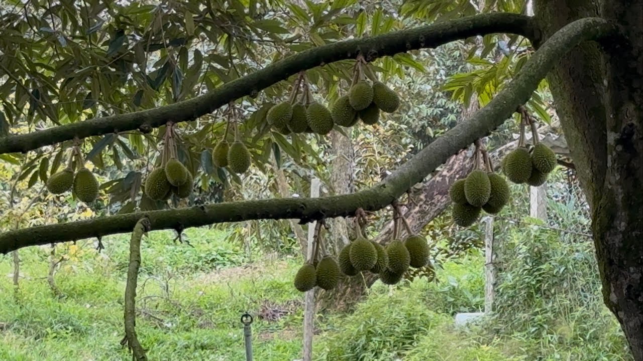 Làm trái  sầu riêng musang king quan trọng nhất điều gì ?