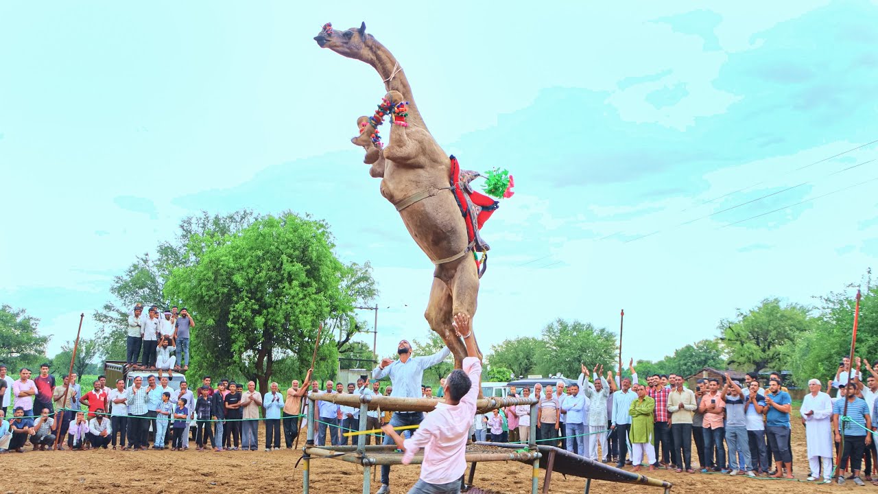 ऊंट ने किया तीन खाटों पर जम्प || New Rajasthani Song 2025 || New Camel Dance #cameldance #priyanshu