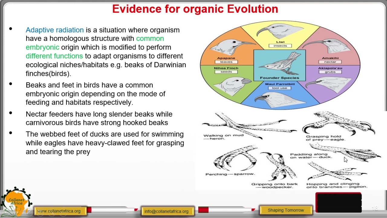 Comparative Anatomy As Evidence For Organic Evolution