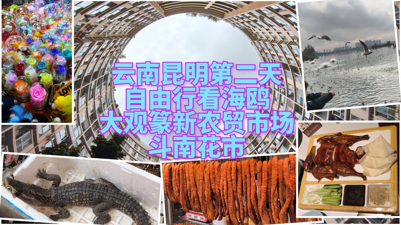 云南昆明太好逛了，11月中还有的喂海鸥呢