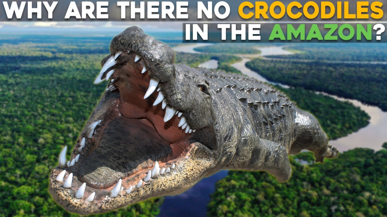 Why Are There No Crocodiles In The Amazon?