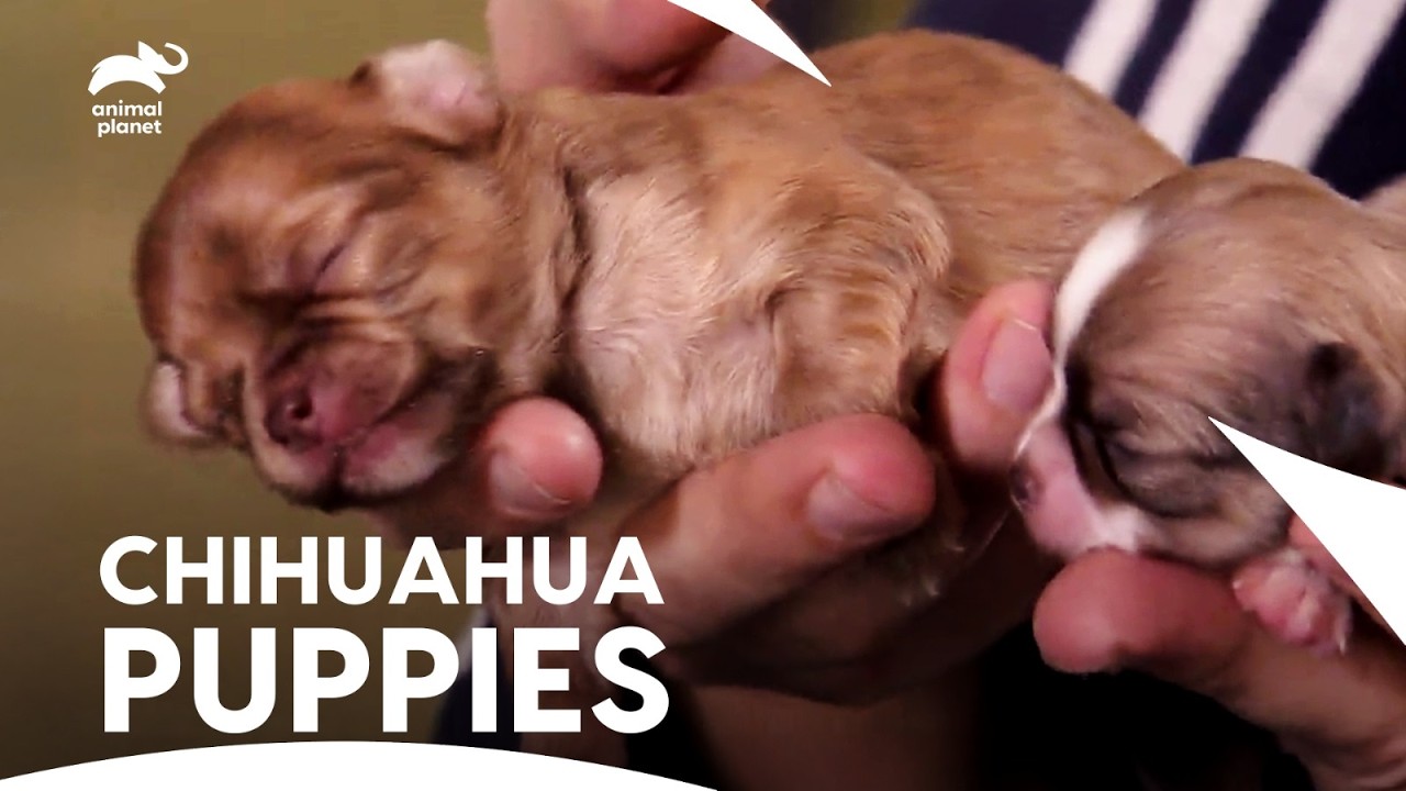 Chihuahua Mom & Her Seven Tiny, Newborn Adorable Puppies Journey❤️| Too Cute | Animal Planet