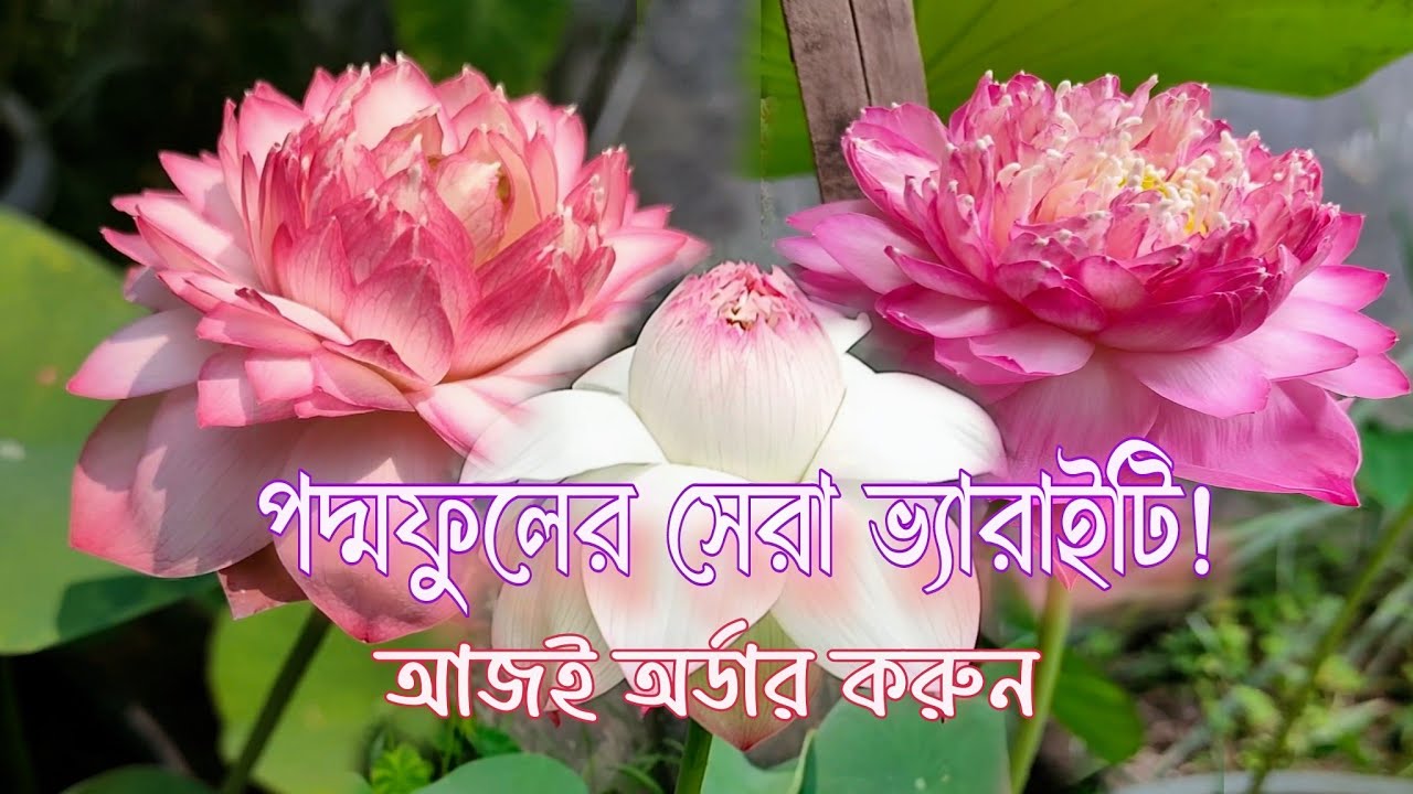 পদ্মফুলের নতুন ভ্যারাইটি কালেকশন করে নাও জলদি | জলপদ্মের A to Z শেয়ার করা হোলো #lotus #plantcare