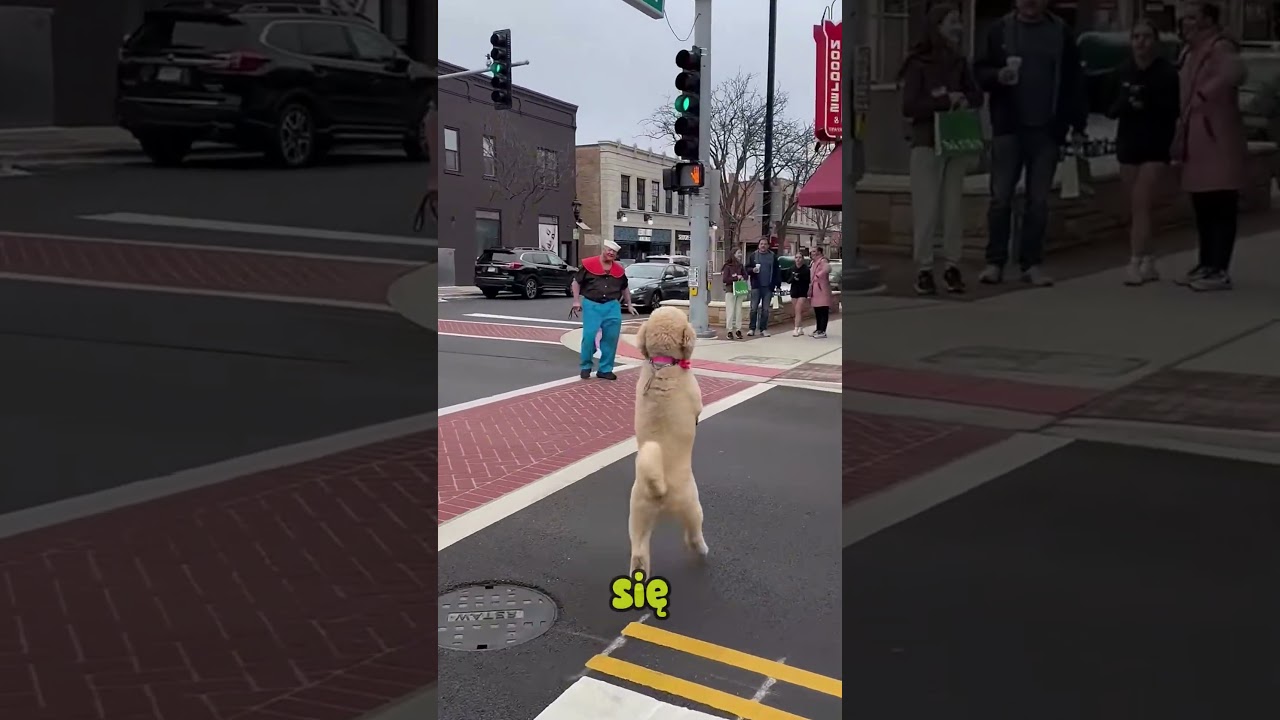 Pies chodzi jak człowiek?! Internet oszalał 🐶😳