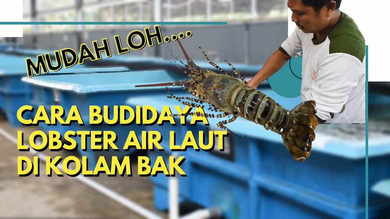 CARA BUDIDAYA UDANG LOBSTER AIR LAUT DI KOLAM BAK