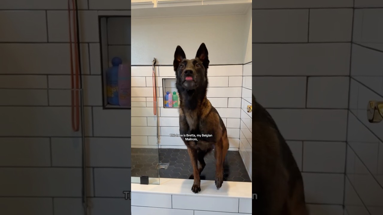 Let&rsquo;s give my malinois a bath, using our new products from Monstr Pets coming soon ￼#doggroom