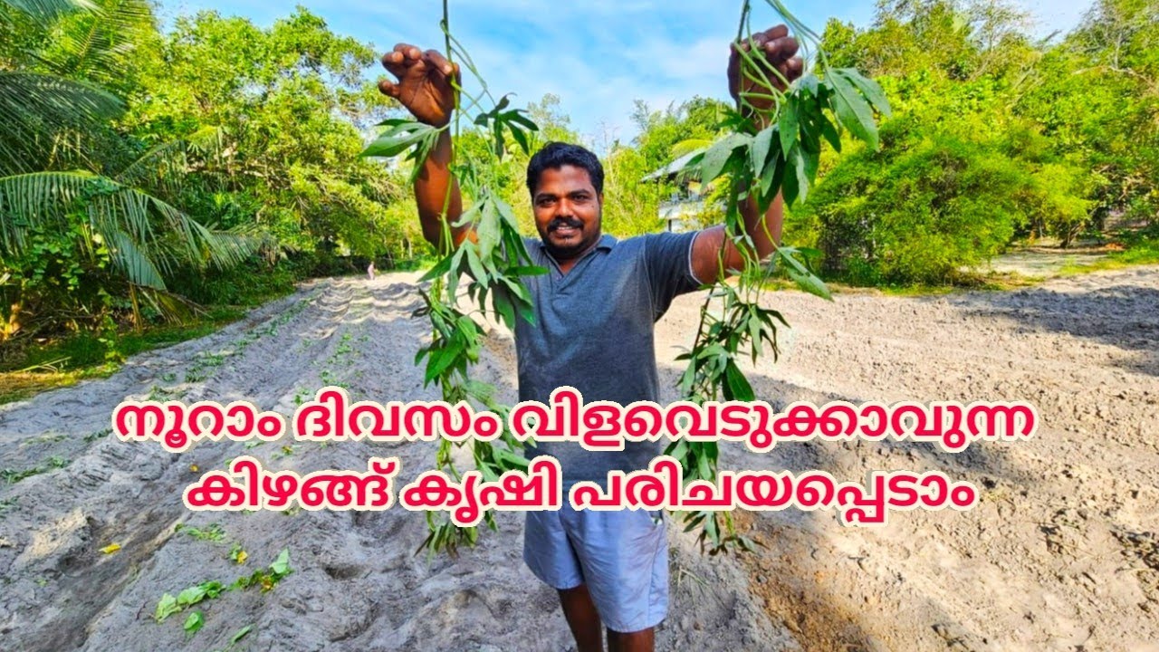 നൂറാം ദിവസം വിളവെടുക്കാവുന്ന കിഴങ്ങ് കൃഷി പരിചയപ്പെടാം