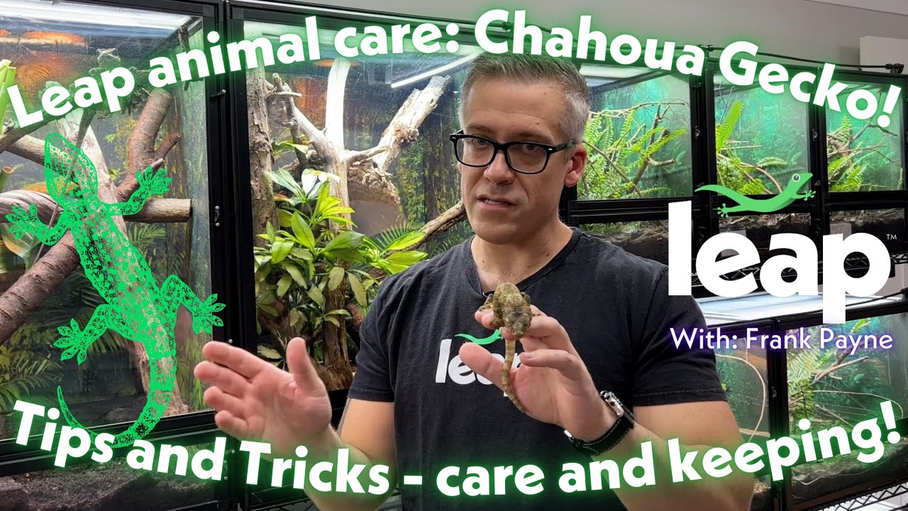 Leap Animal Care: Chahoua Gecko!