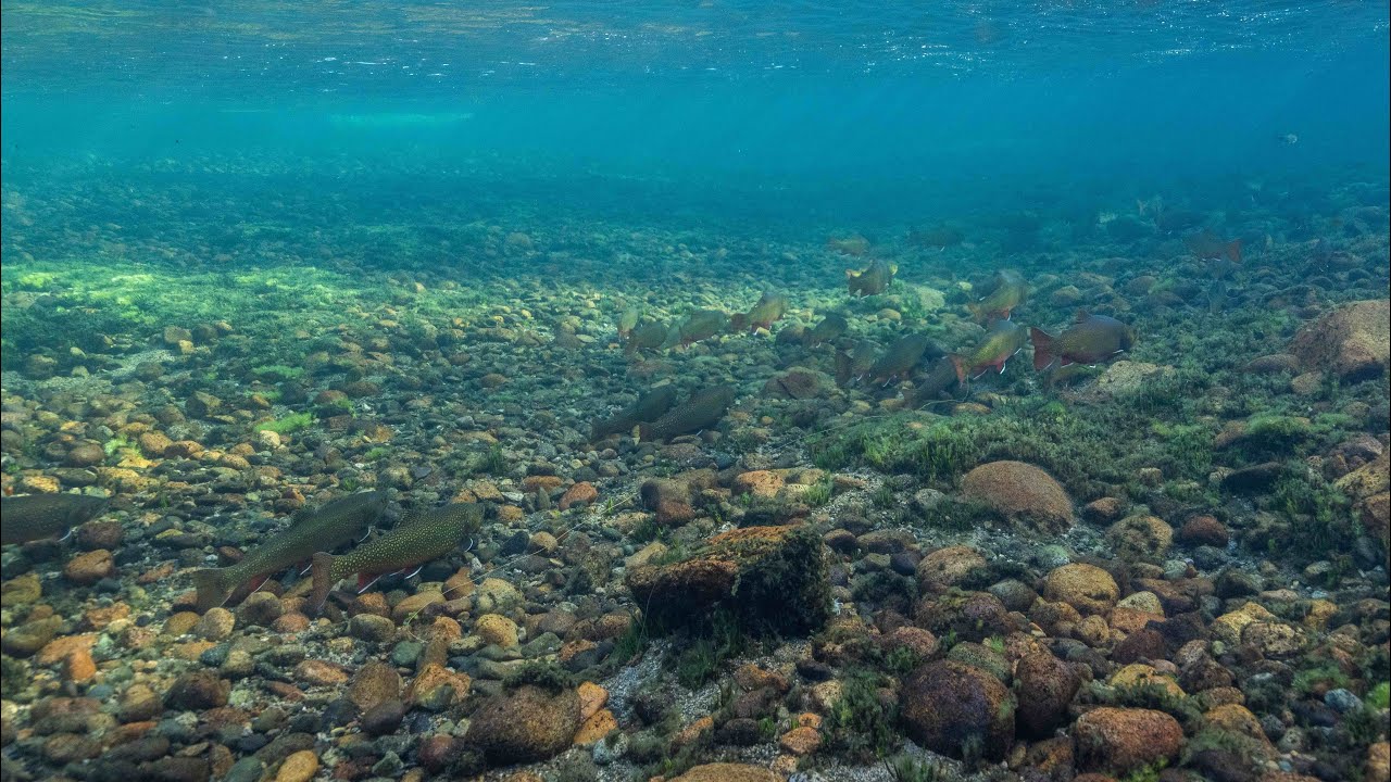 Pesca con mosca de Fontinalis en Río Corcovado El Encuentro Fly Fishing Chubut Patagonia Argentina