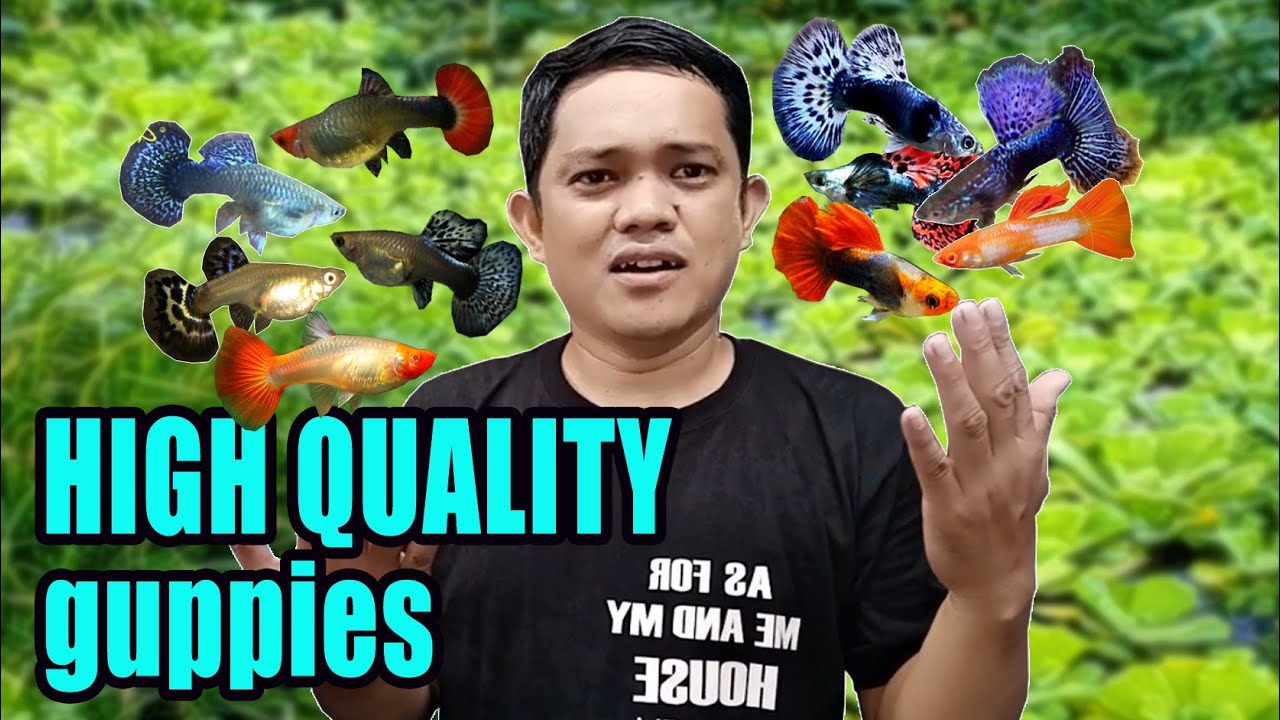 SHOW GRADE HIGH QUALITIY GUPPIES | my new guppy breeding project