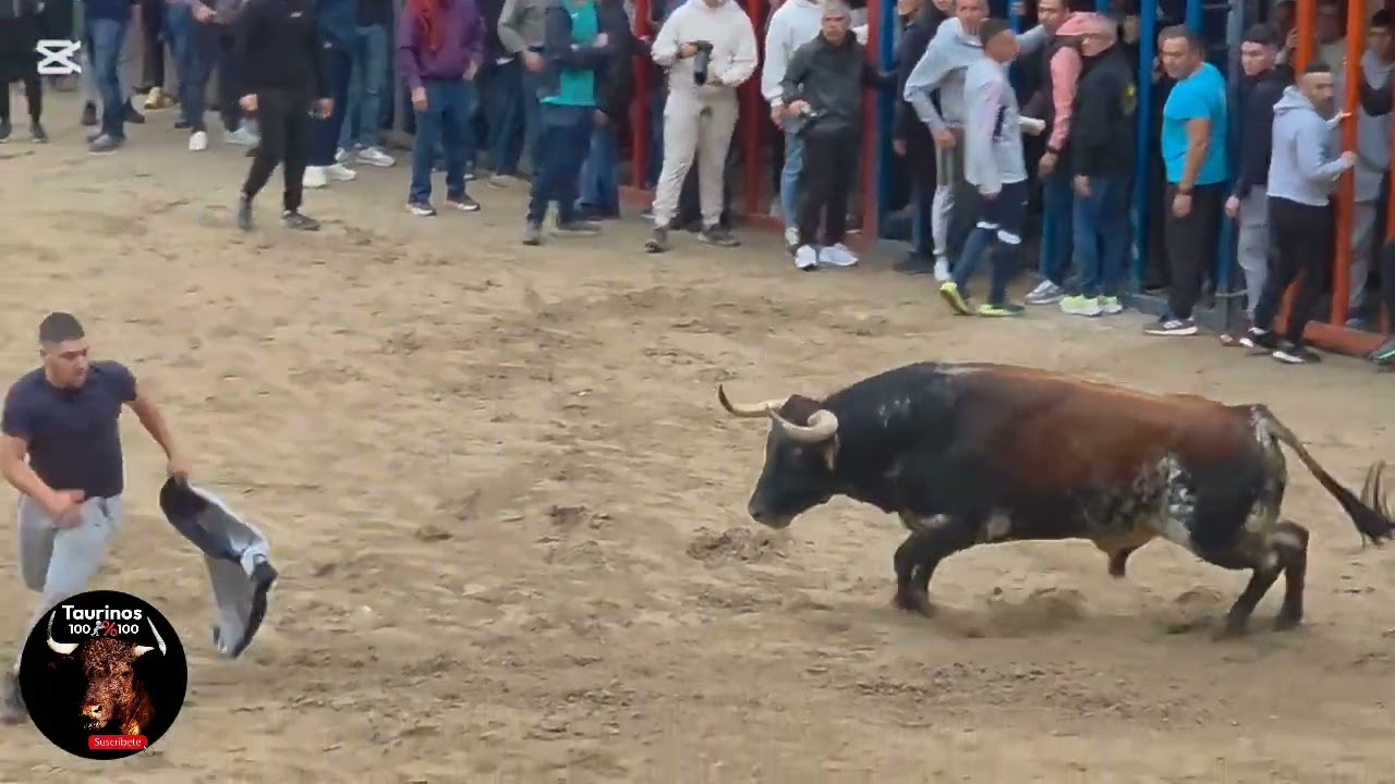 NULES ( CS ) 15-11-2025 TORO CERRIL DE TORRESTRELLA