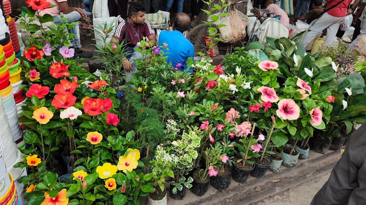 V891 Galiff Street Plant Market Best Plants For Summer and Rainy season Hibiscus Oleander Gondhoraj