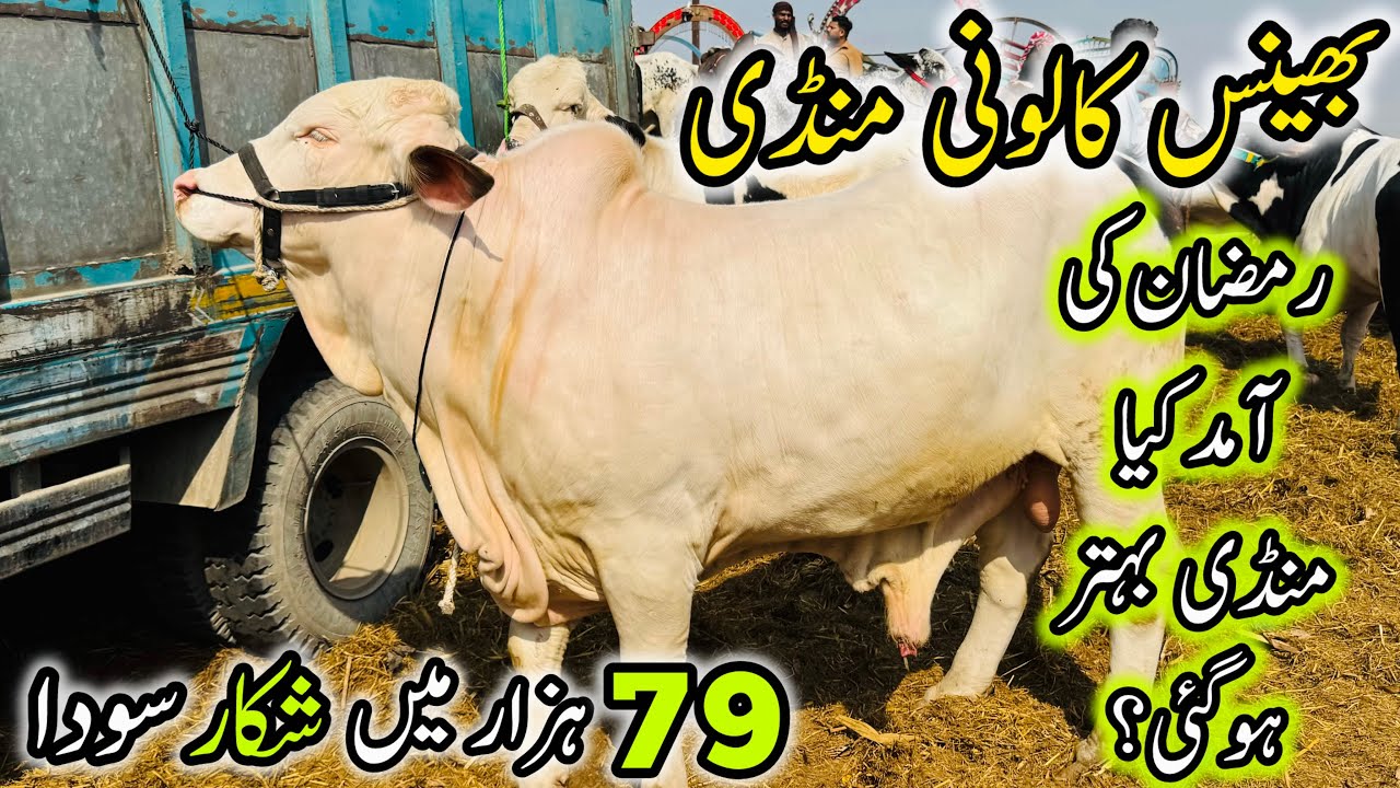 Bhains Colony Mandi Karachi Latest Rates Update | 18 February 2026 | Cow Mandi 2026